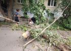 В Пензе во время урагана дерево упало на пенсионерку