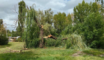 Последствия двух ураганов в Пензе: дерево придавило пенсионерку, ЛЭП оборваны, дома повреждены