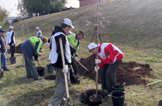 На улице Большая Бугровка в Пензе посадили рябины