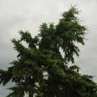 Пензенцев предупреждают о сильном ветре 5 октября