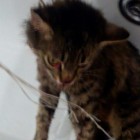 В Пензе «серийные живодеры» повесили котенка и выложили кровавые фотографии в Интернет  