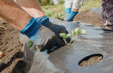 В Пензенской области почти 13 тысяч человек получают повышенную пенсию за работу в сельском хозяйстве В Пензенской области почти 13 тысяч человек получают повышенную пенсию за работу в сельском хозяйстве