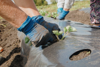 В Пензенской области почти 13 тысяч человек получают повышенную пенсию за работу в сельском хозяйстве