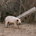 В двух районах Пензенской области ввели карантин по бешенству 