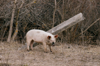 В двух районах Пензенской области ввели карантин по бешенству 
