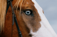 В Бековском районе Пензенской области введен карантин по бешенству В Бековском районе Пензенской области введен карантин по бешенству