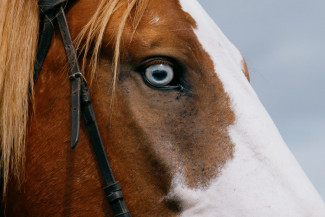 В Бековском районе Пензенской области введен карантин по бешенству