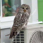 Кому пришло письмо в Хогвартс? К жителям Спутника прилетела сова