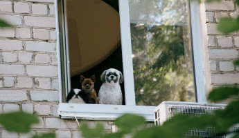 Питомцев — на учет: в Пензенской области могут ввести обязательную регистрацию животных