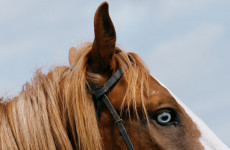 В одном из районов Пензенской области готовятся ввести карантин по бешенству В одном из районов Пензенской области готовятся ввести карантин по бешенству