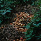 Россельхознадзор нашёл 17 несанкционированных свалок в Пензенской области