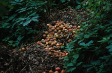 Россельхознадзор нашёл 17 несанкционированных свалок в Пензенской области