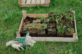 Комбинат Шалимова снова выиграл аукцион на ландшафтную организацию Заречного без конкуренции