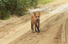 В пензенском селе ввели карантин из-за бешенства В пензенском селе ввели карантин из-за бешенства