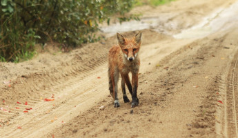 В пензенском селе ввели карантин из-за бешенства В пензенском селе ввели карантин из-за бешенства