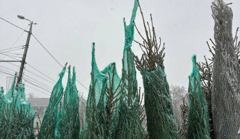 Пензенцев шокировали цены на новогодние елки