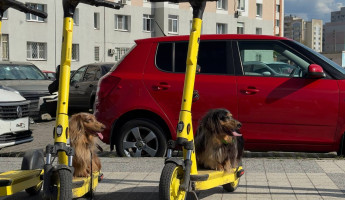 Пензенцев заставят регистрировать самокаты: что изменится уже в следующем году Пензенцев заставят регистрировать самокаты: что изменится уже в следующем году