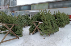 Новый год близко: стали известны адреса елочных базаров в Пензе Новый год близко: стали известны адреса елочных базаров в Пензе