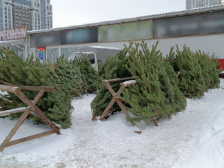 Новый год близко: стали известны адреса елочных базаров в Пензе