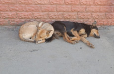 В Пензе почти перестали жаловаться на бездомных собак В Пензе почти перестали жаловаться на бездомных собак