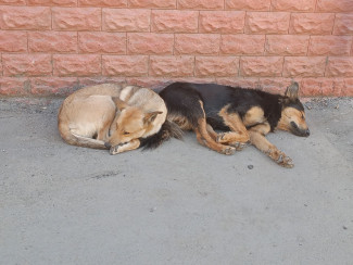 В Пензе почти перестали жаловаться на бездомных собак