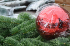 Новую главную елку доставили в Пензу: монтаж уже начался Новую главную елку доставили в Пензу: монтаж уже начался