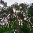 Ахуны снова дышат: в Пензе убрали свалку в лесу