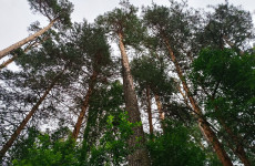 Ахуны снова дышат: в Пензе убрали свалку в лесу