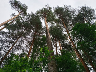 Ахуны снова дышат: в Пензе убрали свалку в лесу