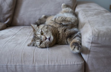 Пенза готовится отдыхать: раскрыт график супердлинных новогодних каникул