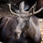 В Пензенской области в ДТП с лосем пострадал молодой водитель легковушки