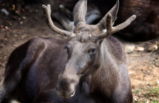 В Пензенской области в ДТП с лосем пострадал молодой водитель легковушки В Пензенской области в ДТП с лосем пострадал молодой водитель легковушки