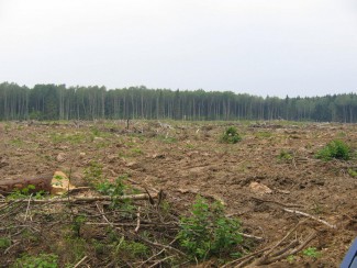 С 17 октября в Пензенской области незаконно вырубили лес  более чем на миллион рублей