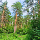 В Пензе завершают оформление охранной зоны Ахунского соснового бора