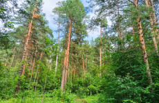 В Пензе завершают оформление охранной зоны Ахунского соснового бора