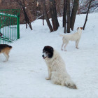 В Пензенской области ужесточают меры по бродячим псам: что изменится с новым законом