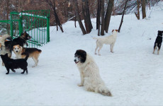 В Пензенской области ужесточают меры по бродячим псам: что изменится с новым законом