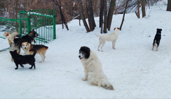 В Пензенской области ужесточают меры по бродячим псам: что изменится с новым законом В Пензенской области ужесточают меры по бродячим псам: что изменится с новым законом