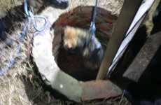 В Пензенской области от страшной гибели спасли собаку В Пензенской области от страшной гибели спасли собаку