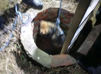 В Пензенской области от страшной гибели спасли собаку