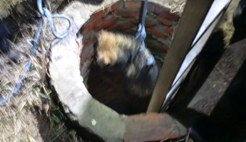 В Пензенской области от страшной гибели спасли собаку В Пензенской области от страшной гибели спасли собаку