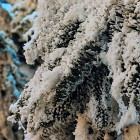 Стало известно, какая погода ожидает пензенцев 23 декабря