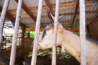 Не только грипп: пензенцам рассказали, чем может быть опасна Ку-лихорадка