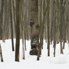 Есть ли радиация в лесах Пензенской области? Специалисты дали однозначный ответ