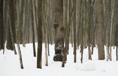 Есть ли радиация в лесах Пензенской области? Специалисты дали однозначный ответ Есть ли радиация в лесах Пензенской области? Специалисты дали однозначный ответ