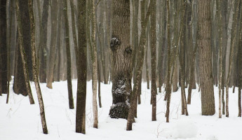 Есть ли радиация в лесах Пензенской области? Специалисты дали однозначный ответ