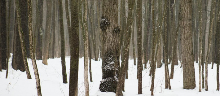 Есть ли радиация в лесах Пензенской области? Специалисты дали однозначный ответ