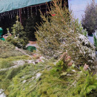 Жителям Пензы предложили экологичный способ расстаться с новогодней ёлкой