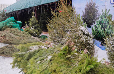 Жителям Пензы предложили экологичный способ расстаться с новогодней ёлкой