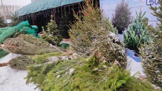 Жителям Пензы предложили экологичный способ расстаться с новогодней ёлкой